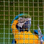 a blue and yellow parrot sitting in a cage