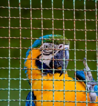 a blue and yellow parrot sitting in a cage