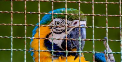 a blue and yellow parrot sitting in a cage