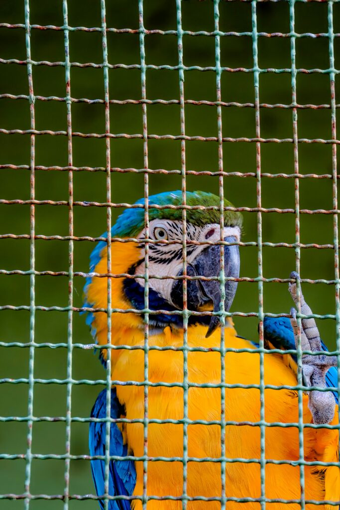 a blue and yellow parrot sitting in a cage